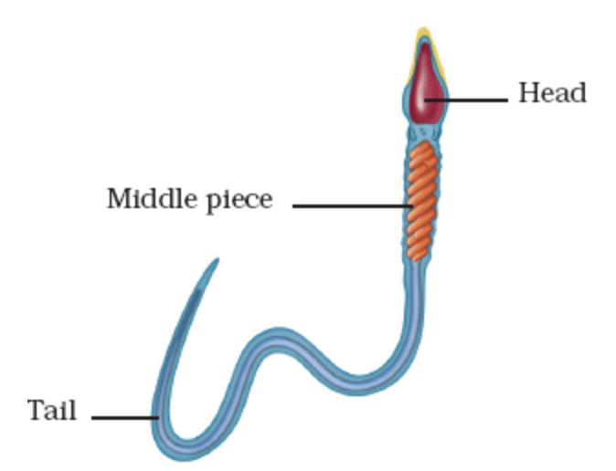 Class 8 Science: Sample Question Paper - 9 | Science Class 8