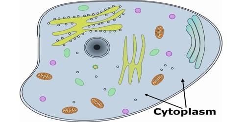 NCERT Summary: Summary of Biology - 1 | Science & Technology for UPSC CSE