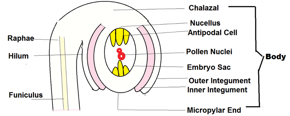 Structure of Megasporangium