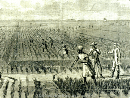 Key Concepts - Peasants and Farmers - Class 9