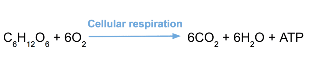 Aerobic & Anaerobic Respiration | Science Class 10