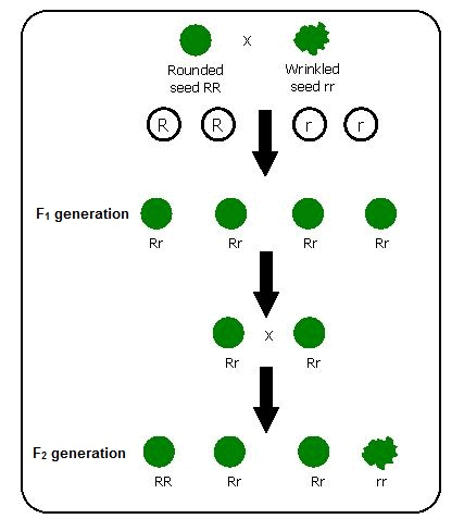 Mendel`s Monohybrid Cross