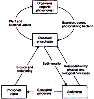 Biosphere & Working of Ecosystems: Environment & Disaster Management | Environment for UPSC CSE