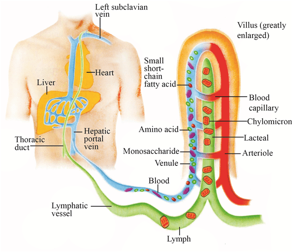 Movement of absorbed nutrients into the blood and lymph