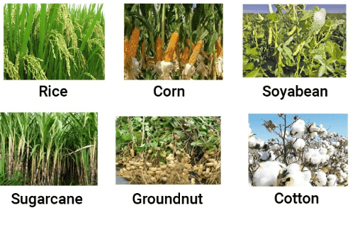 Crop Production and Management Class 8 Notes Science Chapter 1
