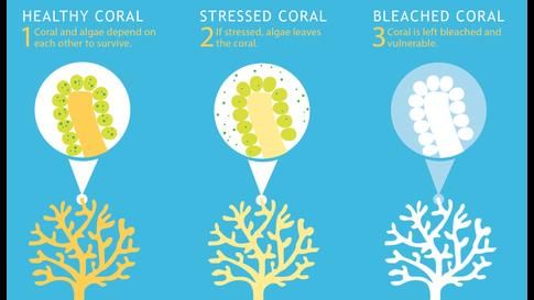 Coral Bleaching
