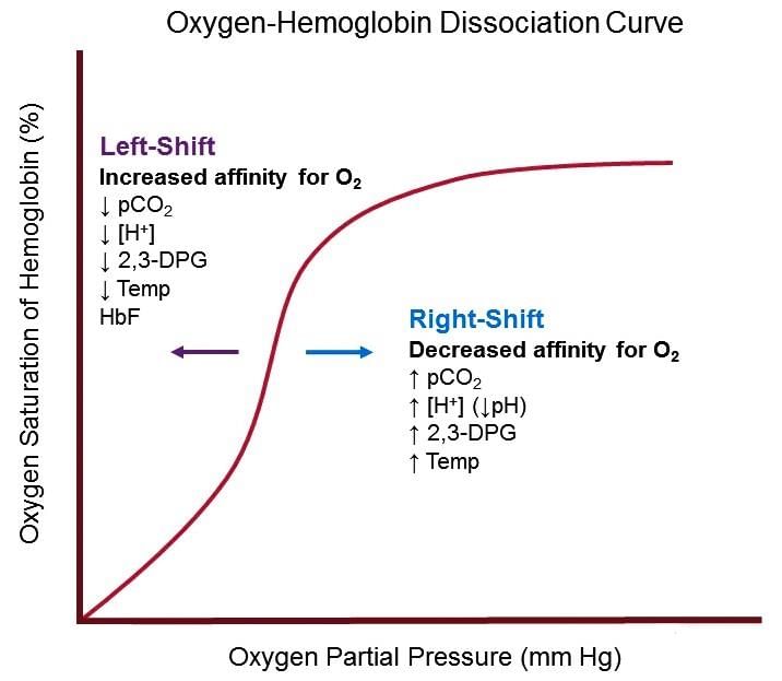 NCERT Exemplars: Breathing & Exchange of Gases | Biology Class 11 - NEET