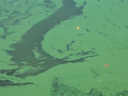 Cyanobacteria: Blue-Green Algae