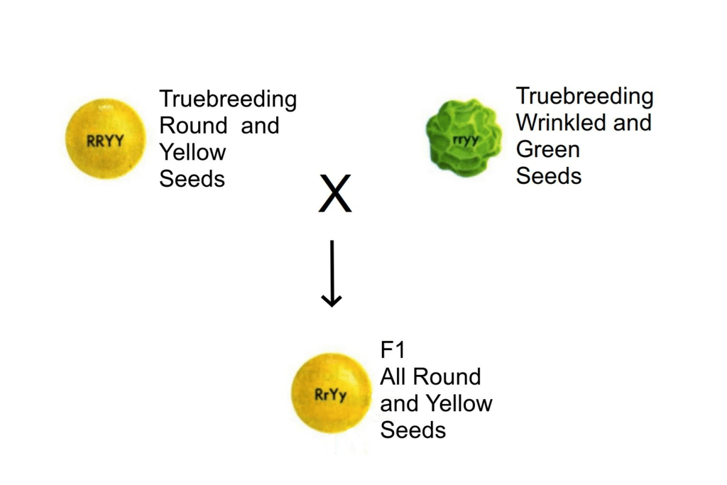 Law of Independent Assortment