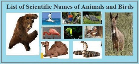 Common and Scientific Names | General Awareness - Bank Exams