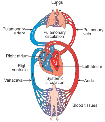 Fig: Double Circulation in Human Being