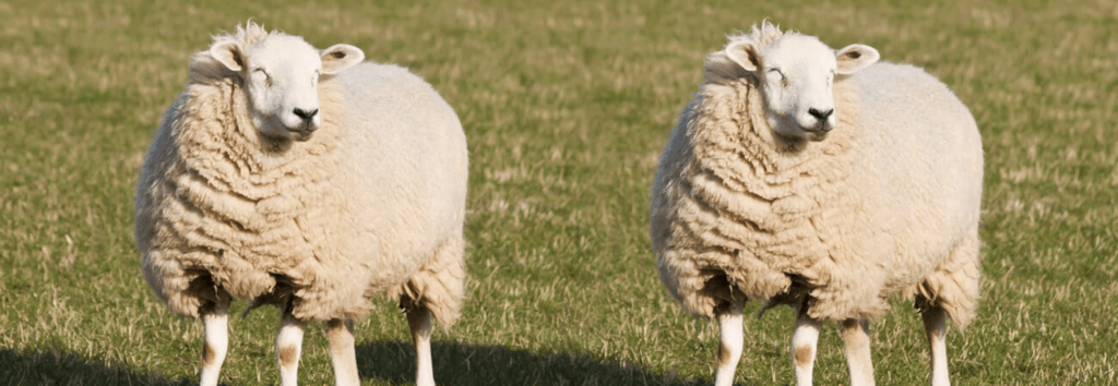 Class 4 Science Chapter 6 Question Answers - Reproduction in Animals