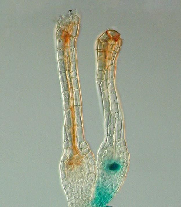 In the Bryophyte land plants, fertilization takes place within the archegonium 