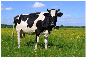Food - Where does it Come from? Class 6 Notes Science