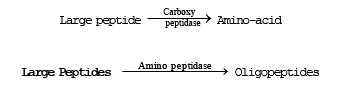 Chemical Digestion: Digestion of Food | Additional Study Material for NEET