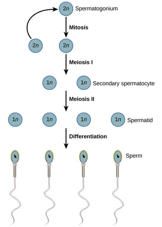 Fig: Spermatogenisis