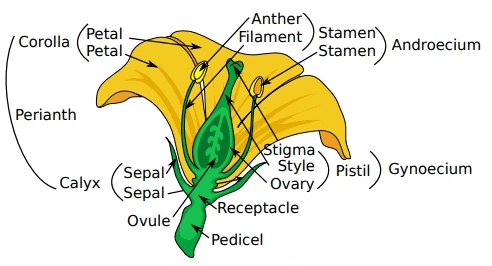 Structure of Flower