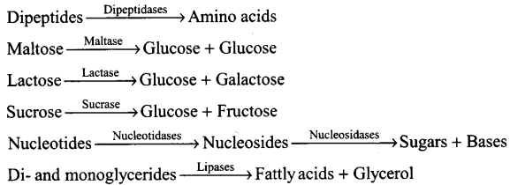 NCERT Exemplar: Digestion and Absorption (Old NCERT) | Biology for Grade 11