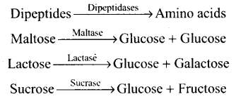 NCERT Exemplar: Digestion and Absorption (Old NCERT) | Biology for Grade 11