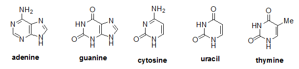 Fig: Nitrogenous bases