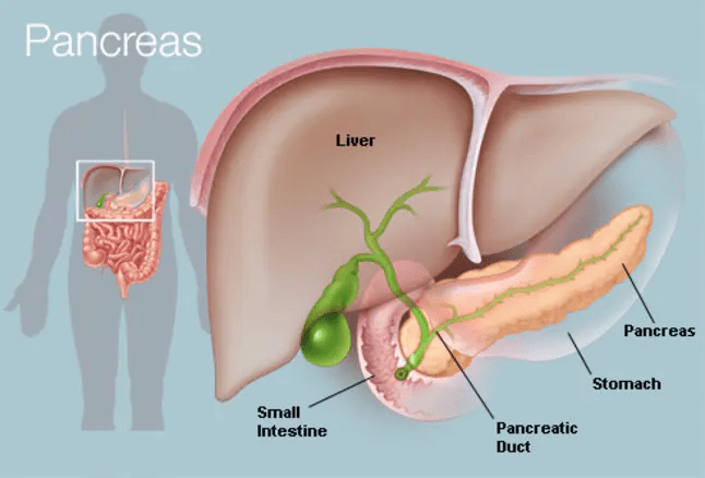 Location of Pancreas