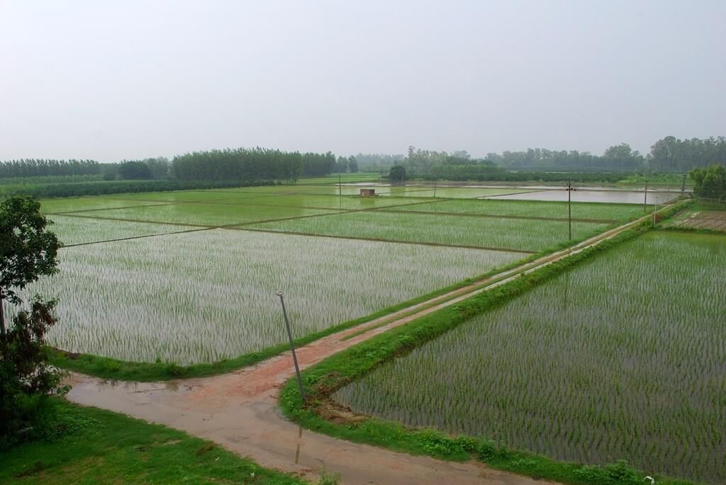 The state of Punjab led India`s green revolution and earned the distinction of being the country`s breadbasket