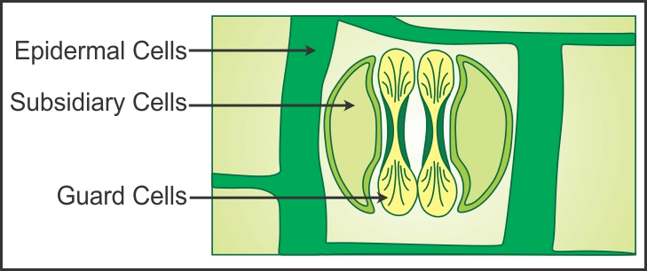 Stomata