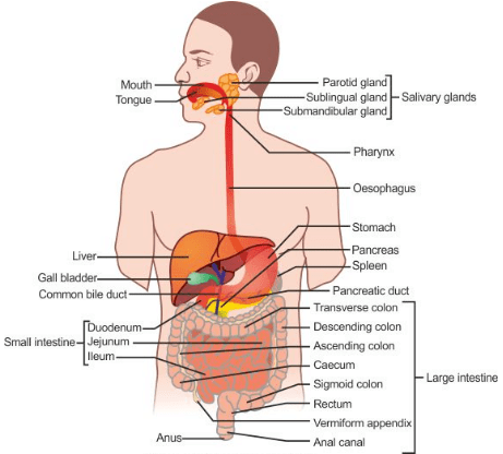 Life Processes Class 10 Notes Science Chapter 5