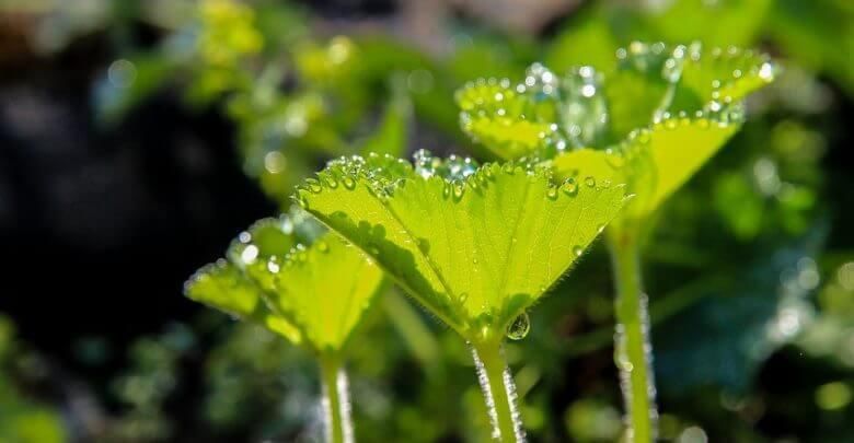 Autotrophs