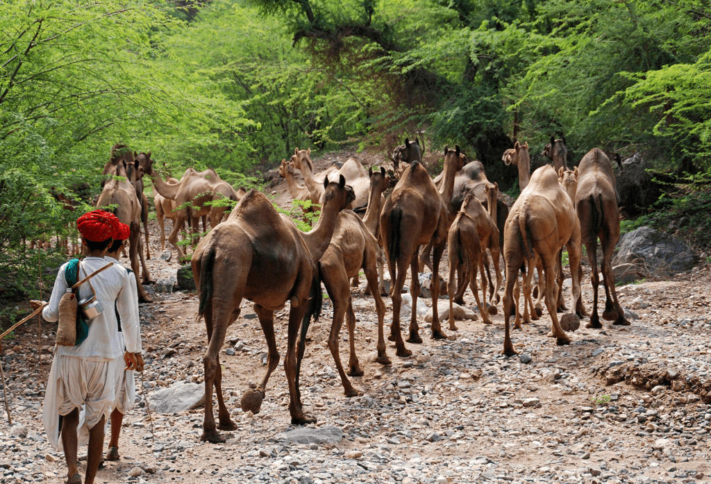 Key Concepts - Pastoralists in the modern world | Social Studies (SST) Class 9
