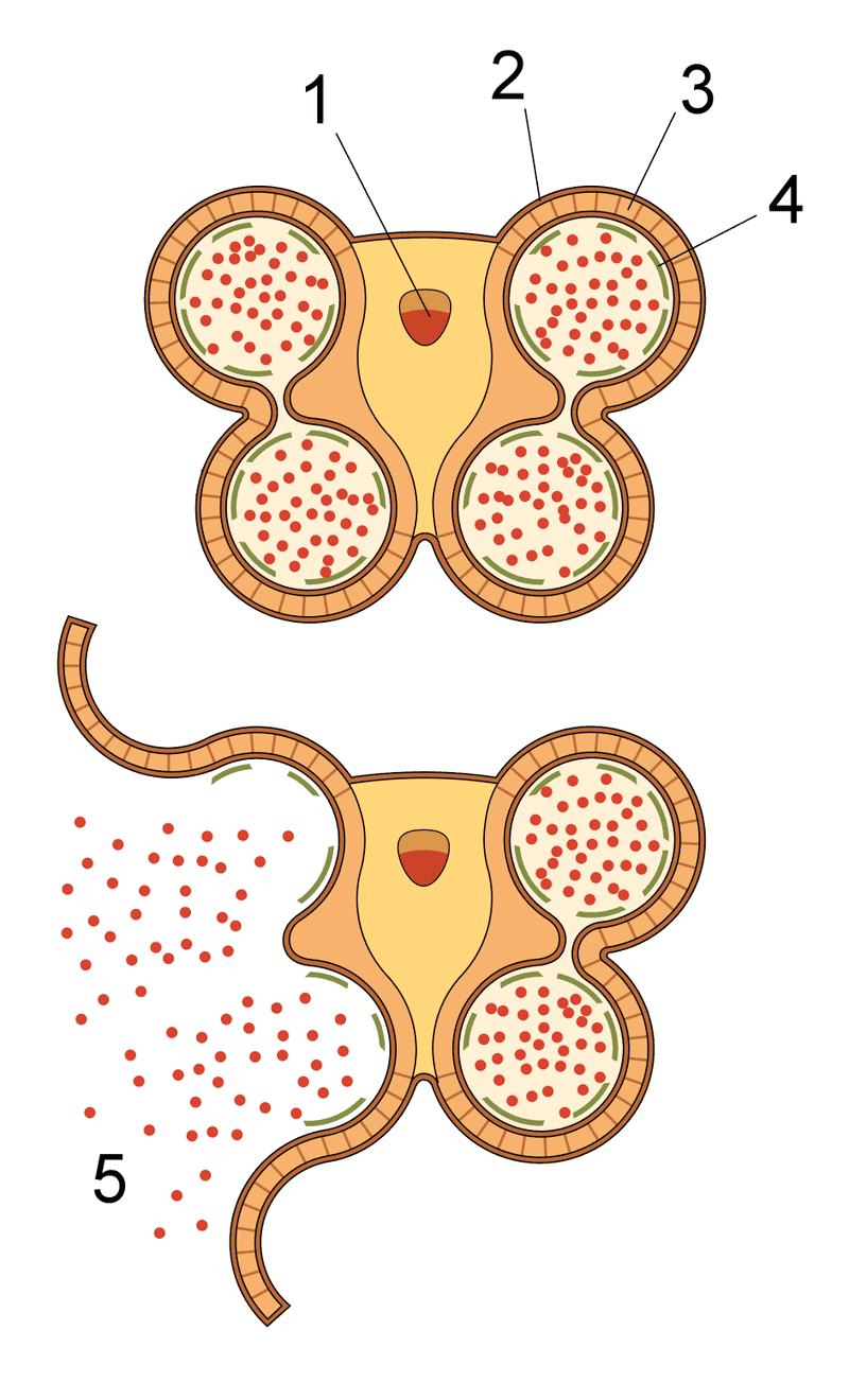 Section of an anther, showing dehiscence and release of pollen 1: Vascular bundle 2: Epidermis 3: Fibrous layer 4: Tapetum 5: Pollen