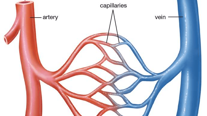 Transportation in Human Beings: Circulatory System & The Human Heart | Science Class 10