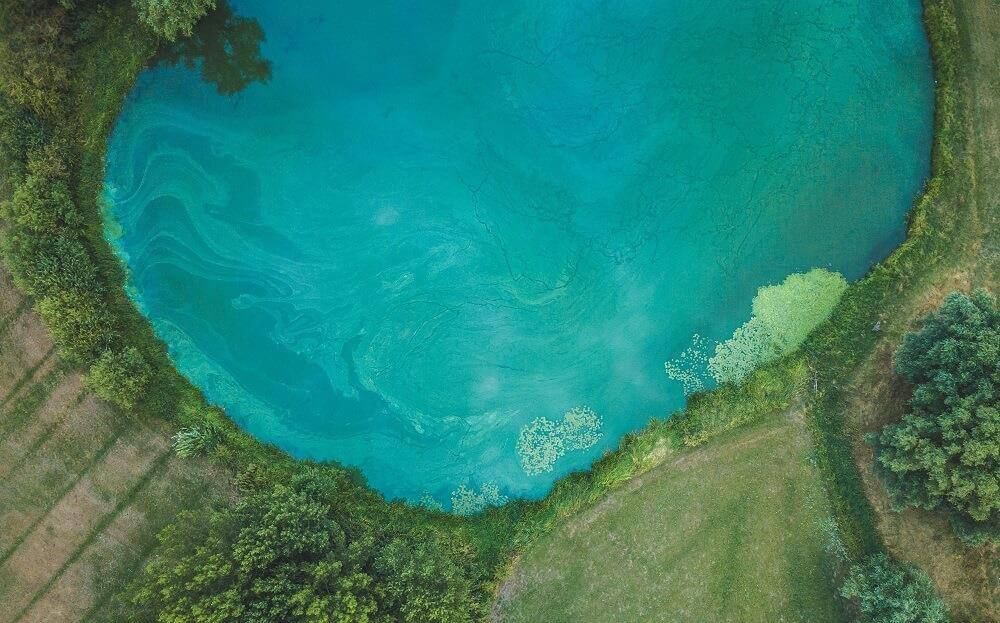 Blue green algae
