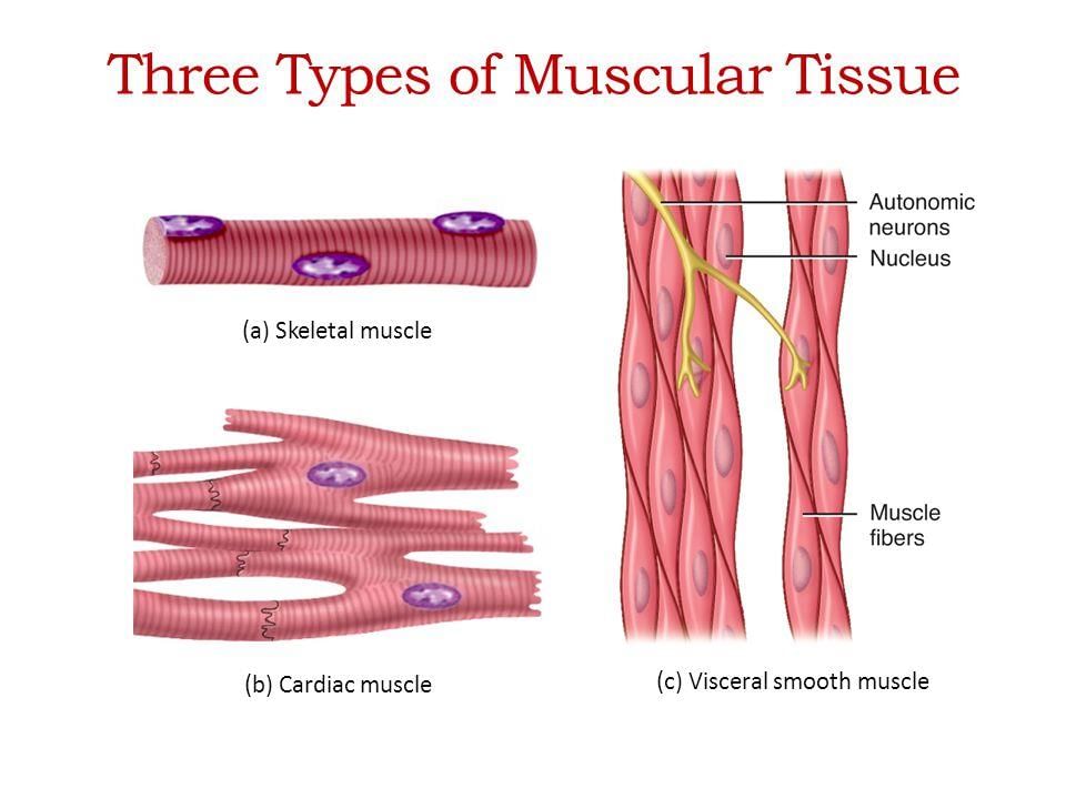NCERT Summary: Summary of Biology - 1 | Science & Technology for UPSC CSE