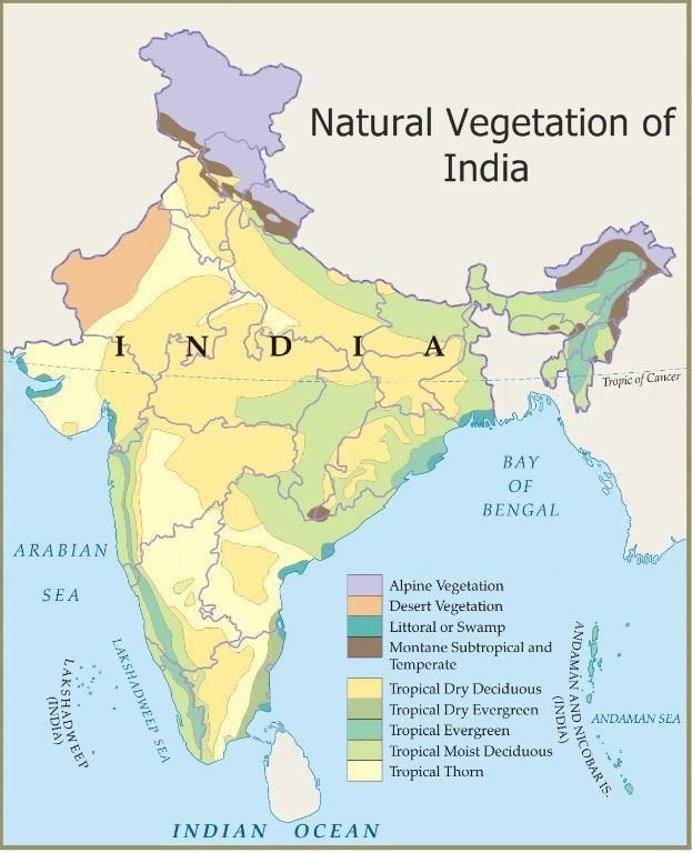 NCERT सारांश: प्राकृतिक वनस्पति - 1 | यूपीएससी सीएसई के लिए भूगोल (Geography) - UPSC