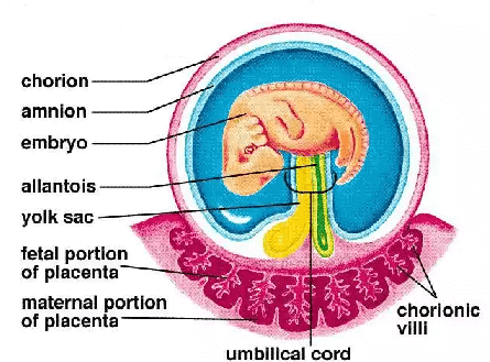 Fig: Extraembryonic membrane in human