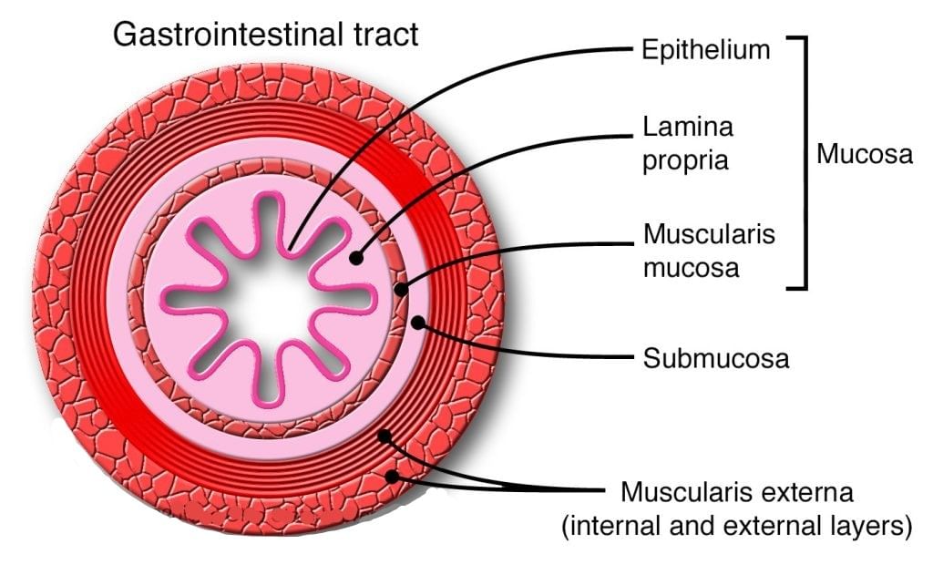 Alimentary Canal: Stomach, Small Intestine & Large Intestine | Biology for JAMB