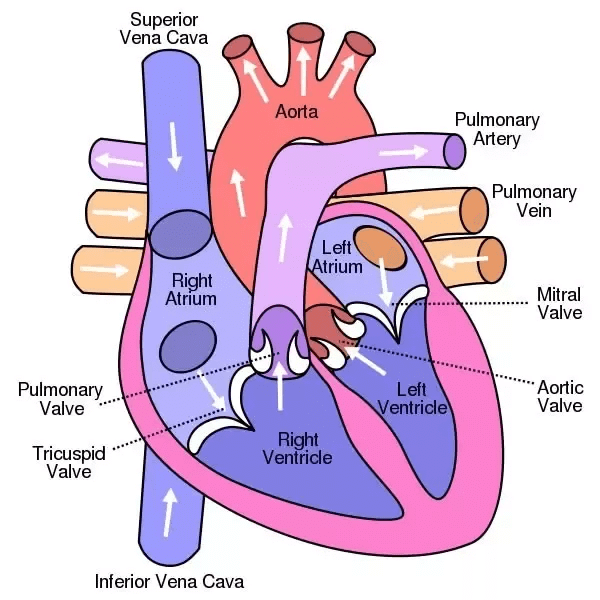 Fig: Structure of heart
