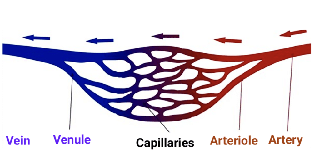 Blood Vessels | Biology for JAMB