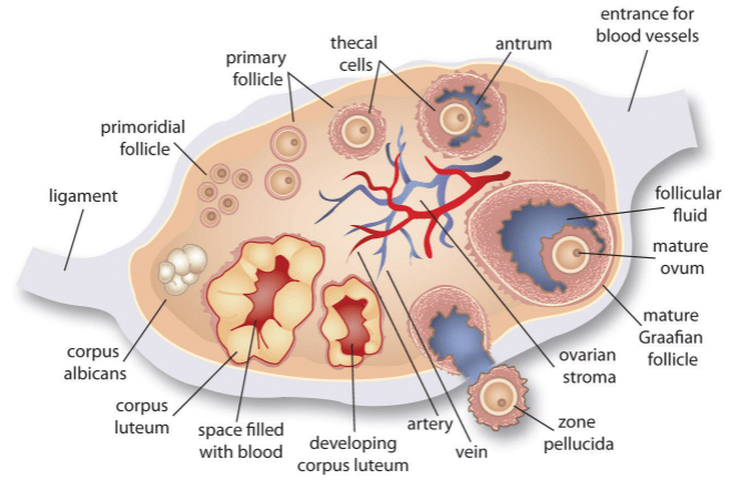 Fig: Section of Human ovary