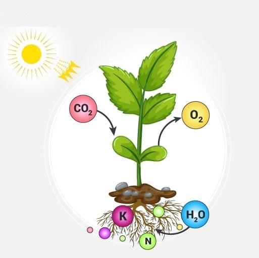 Essential Mineral Elements