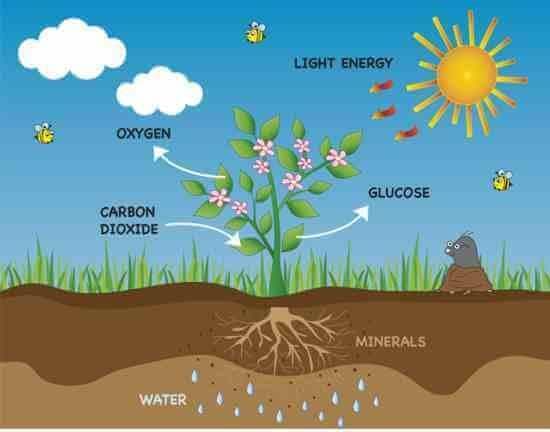 Photosynthesis