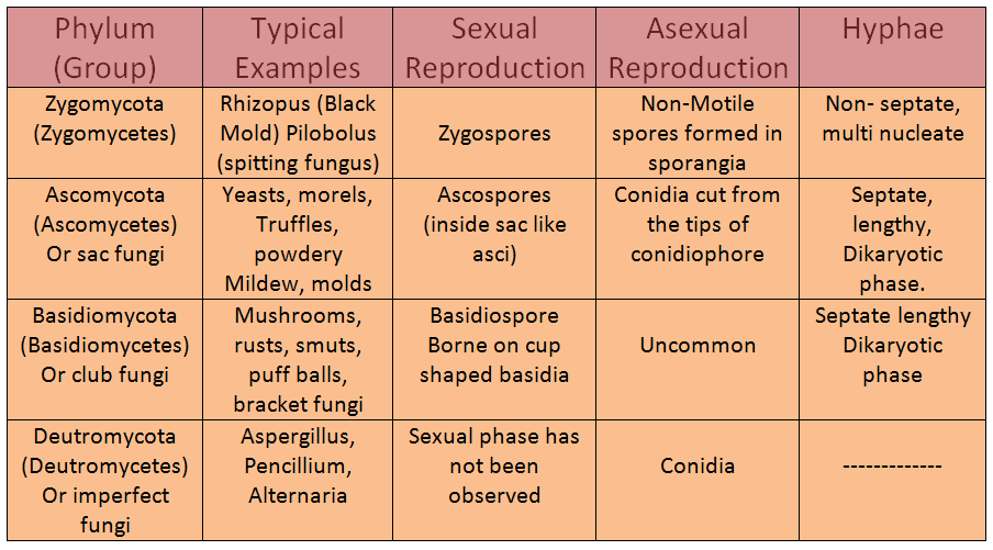 Detailed Summary: Biological Classification | NCERT Exemplar & Revision Notes for NEET