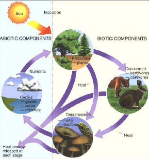 Ecosystem and its components