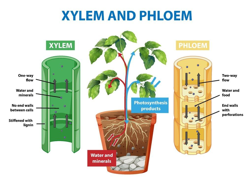 Key Notes: Transport in Plants - NEET