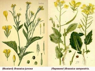 Rapeseed and mustard crop