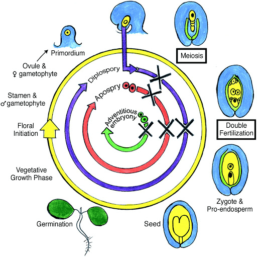 Reproduction in Organisms 1 - From Past 28 Years Questions NEET Notes | EduRev