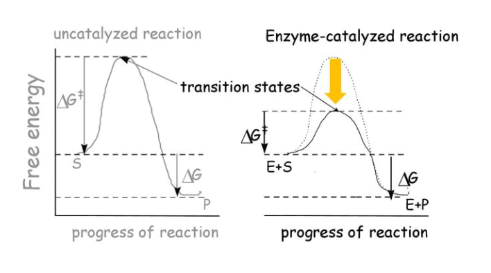 Arrhenius Equation, Collision Theory & Pseudo First Order Reaction | Chemistry Class 12 - NEET