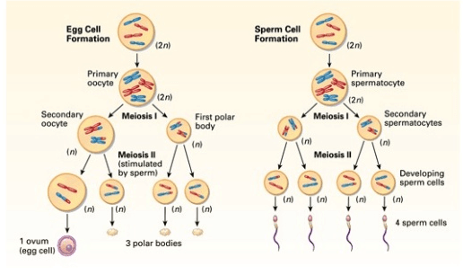 Fig: Gamete formation