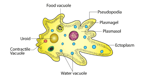Class 10 Science Chapter 5 Practice Question Answers - Life Processes